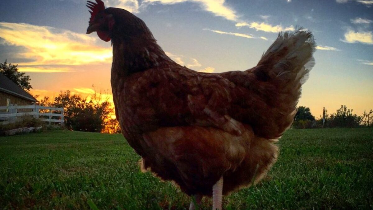 Chicken Sunset - #chickenmath